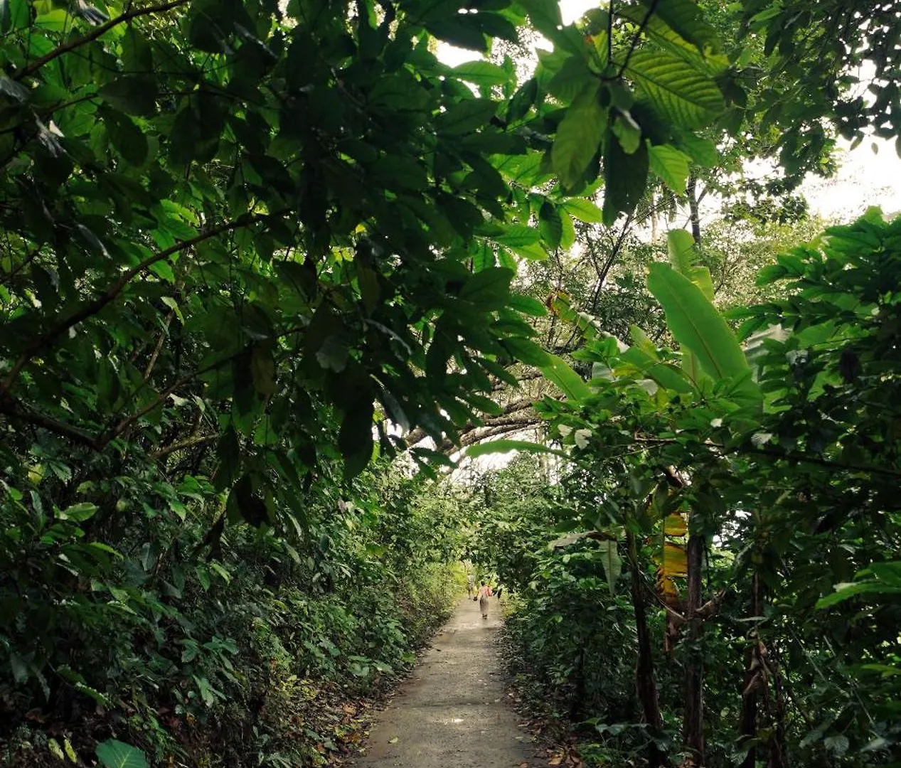 Jathikka Homestay Vagamon
